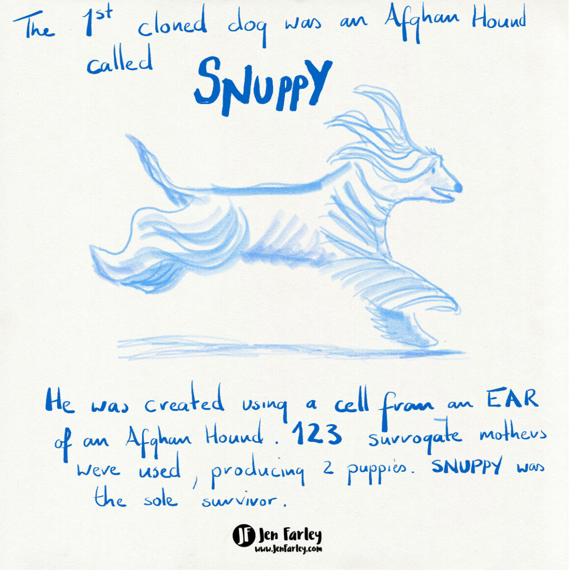 Afghan Hound Facts 3 Illustrations Jennifer Farley