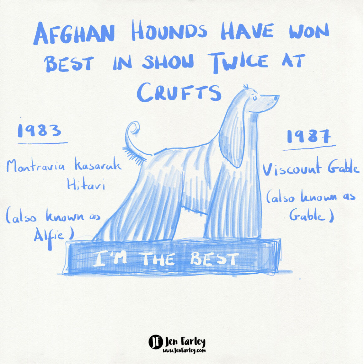 Afghan Hound Facts 6 Illustrations Jennifer Farley