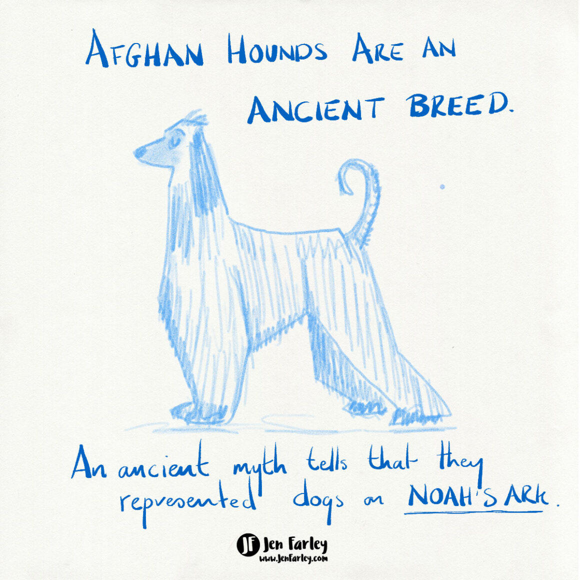 Afghan Hound Facts Illustrations Jennifer Farley