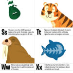 Animals ABC Glossary 2 Jennifer Farley