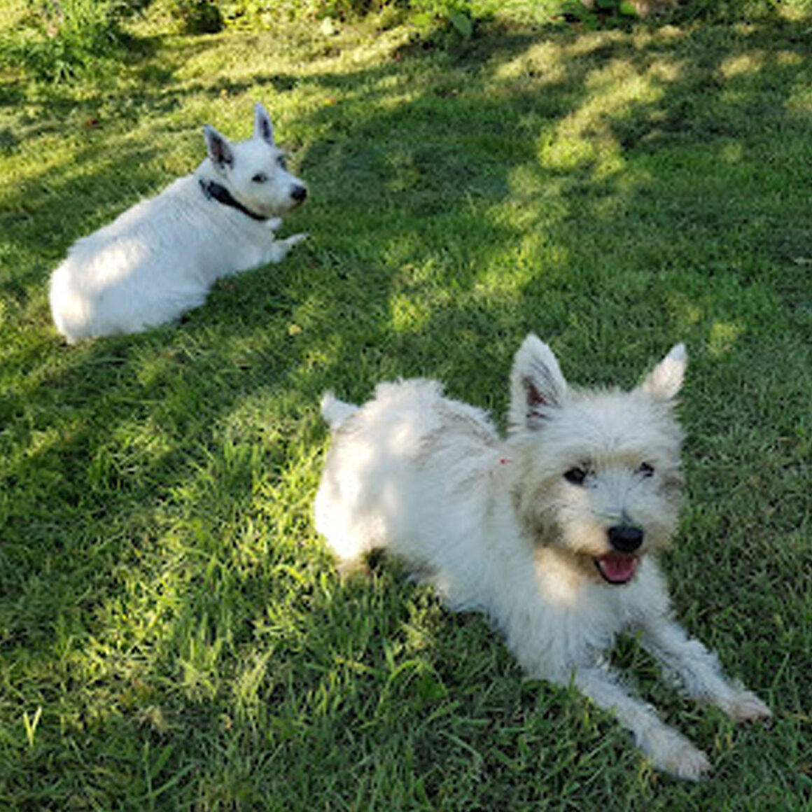 Otto and Juno Grass