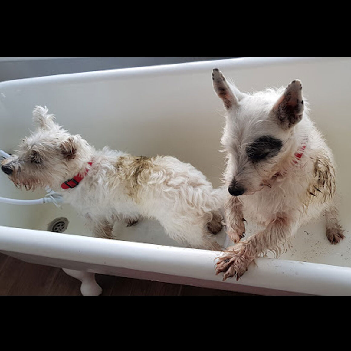 Otto and Juno In The Bath