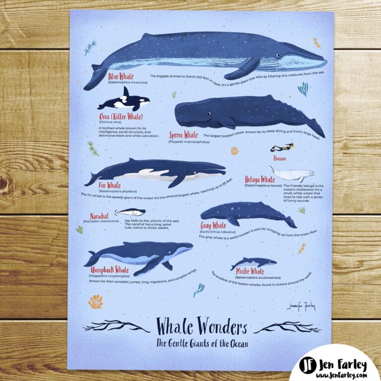 Whale Art Print Jennifer Farley Print