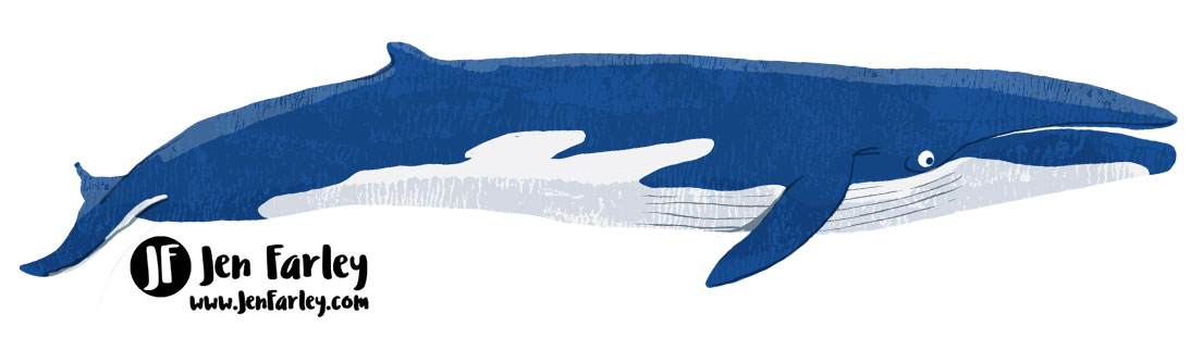 Fin Whale Illustrated by Jennifer Farley