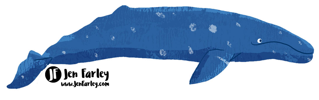 Gray Whale Illustrated by Jennifer Farley