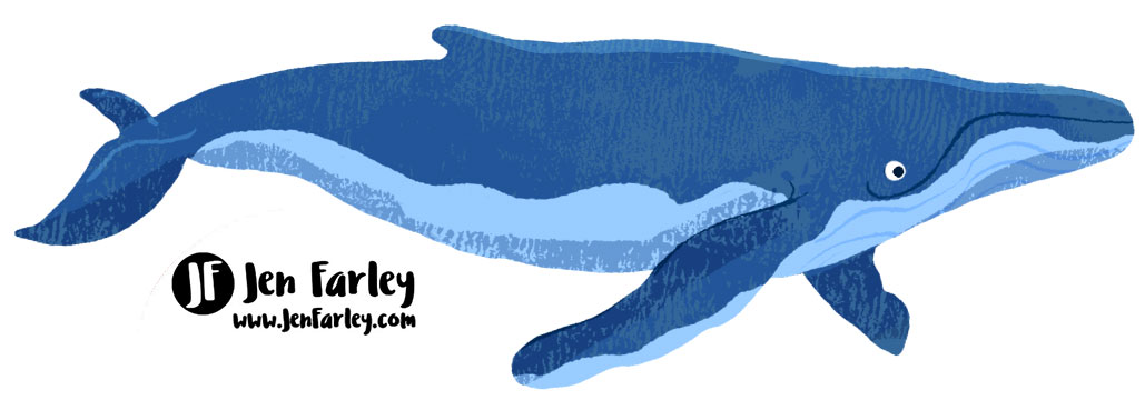 Humpback Whale Illustrated by Jennifer Farley