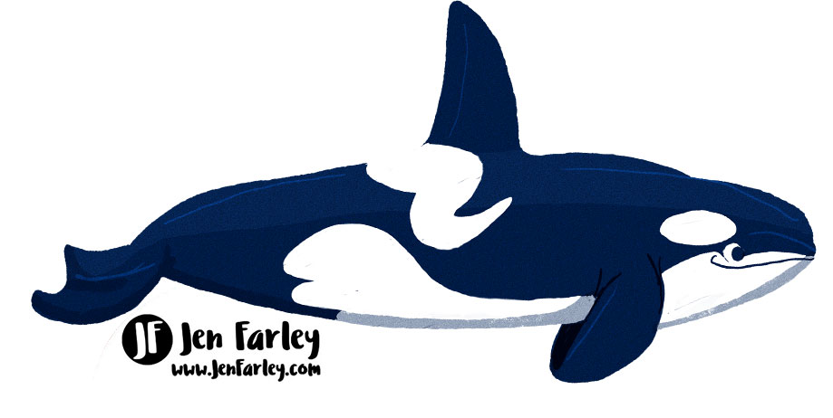 Orca Killer Whale Illustrated By Jennifer Farley
