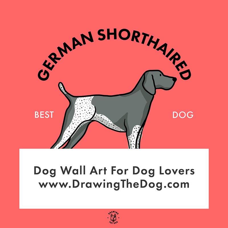 German Shorthaired Pointer Wall Art Drawing The Dog
